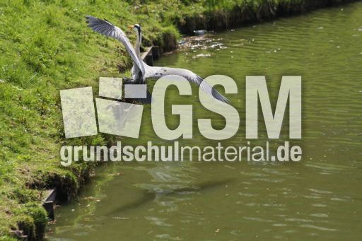 Graureiher-A 188.jpg